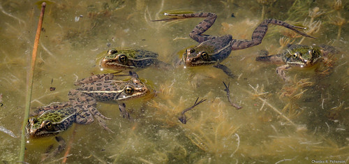 animal closeup patterns wildlife amphibian frog northernleopardfrog anura amphibia ranidae lithobatespipiens charlesrpeterson petechar panasonicgx8 panasonileica100400mm