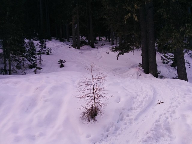 Aufstieg durch den Wald