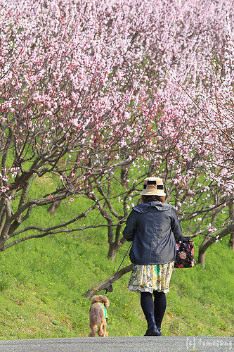 Anzu-no-sato apricot park