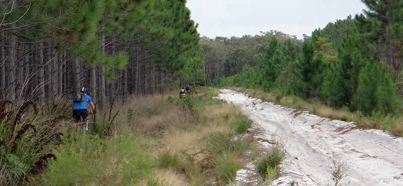 Sandy Trails in the Pine Forest