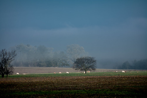 county field fog rural canon landscape eos countryside quiet cattle cows zoom country north alabama eerie spooky southern telephoto fields 5d morgan eery lowing upperriverroad echolscrossroads
