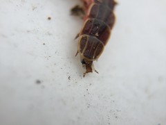 Firefly larva; Mount Rainier, PGC, Maryland; Apr 3, 2015