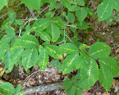 Rounded leaves with serrated margins
Hold some foliage after leaves turn brown
Long, skinny, cigar-shaped buds
Smooth grey bark