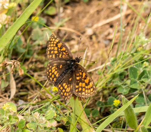 bulgaria butterfliesfritillaries butterflymoth europe heathfritillary peterphoto dobrostan plovdiv