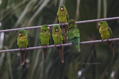 greenparakeet aratingaholochlora psittacidae newworldandafricanparrots birdsoftexas ©bryanjsmith