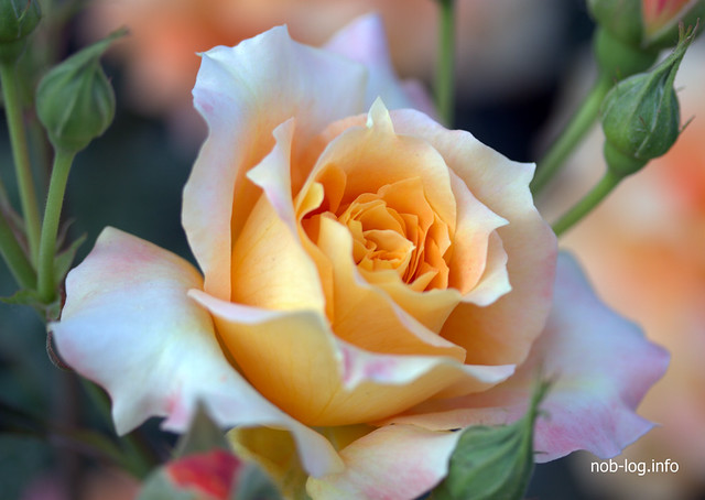 IMG_7815.CR2