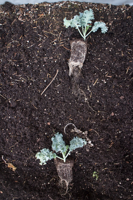 Planting Onions and Kale Spring 2015_2