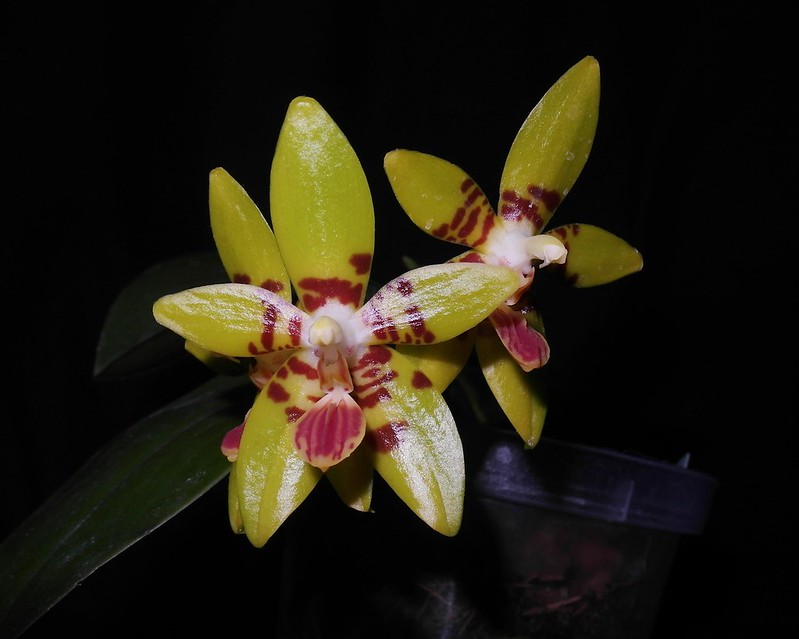 Phalaenopsis amboinensis x cochlearis (Amblearis ) 17360873991_ede08174d6_c