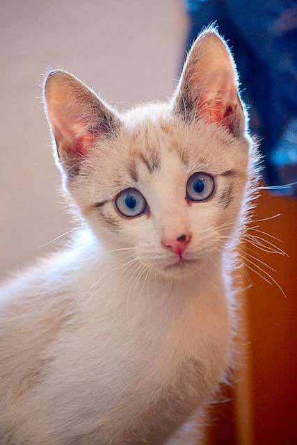 Newman, gatito siamés tabby de ojazos azul cielo esterilizado, nacido en Marzo´15, en adopción. Valencia. ADOPTADO. 17978458215_19a0bd47e2_z