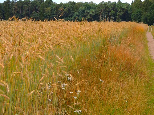 dargow schleswigholstein deutschland gerstenfeld barleyfield getreide cereal feld field