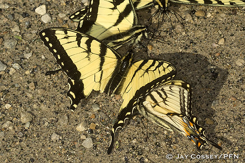 ohio butterfly feeding swallowtail easterntigerswallowtail aggregation naturephotography insecta springseason papilioglaucus puddling adamsco lepidopterabutterfliesmoths photographerjaycossey shawneesp