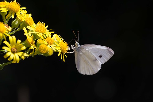 hilarioperez mariposa bolboreta butterfly papillon o courel pieris caurel
