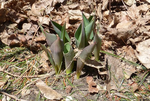 Emerging tulip leaves