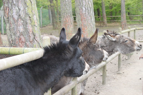 three donkeys looking the same direction