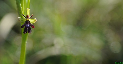 orchids zone franchecomté mouche flore orchidée ophrys sauvage doubs insectifera séche echay lophrys