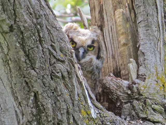 Great Horned Owlet at Salem Ranch in Livingston County, IL 01
