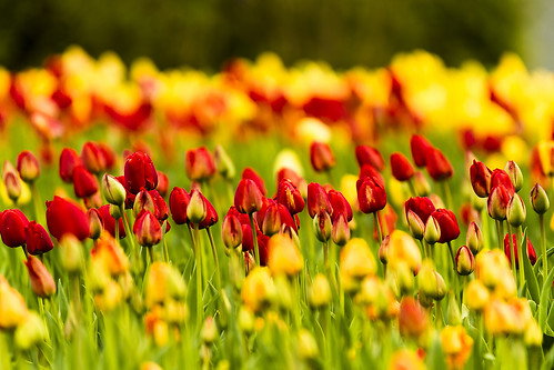 tulip lithuania tulipa lietuva tulpė radviliškis burbiškis burbiškismanor
