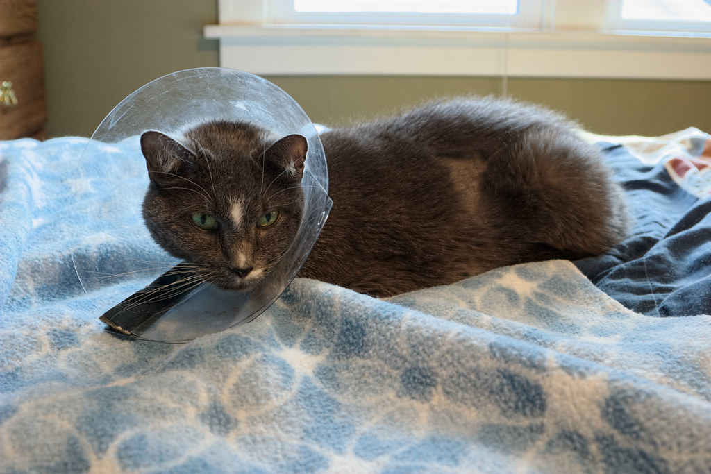 Our cat Templeton recuperates in our guest bedroom after surgery to remove the sewing needle he swallowed