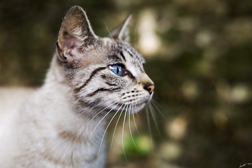 cat chat animal félin close proche oeil yeux regard eyes blue bleu bokeh outside dehors extérieur nature attentif glance gaze pet