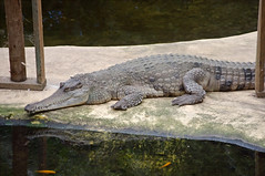 Crocodile à museau allongé d’Afrique