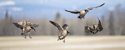 canada geese bc britishcolumbia flock goose landing birdsinflight canadagoose brantacanadensis canadageese birdinflight vanderhoof jeffdyck