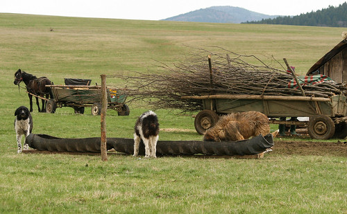 dogs working canine romania transylvania shepherds rurallife canon30d carpathianmountains lgd livestockguardiandogs
