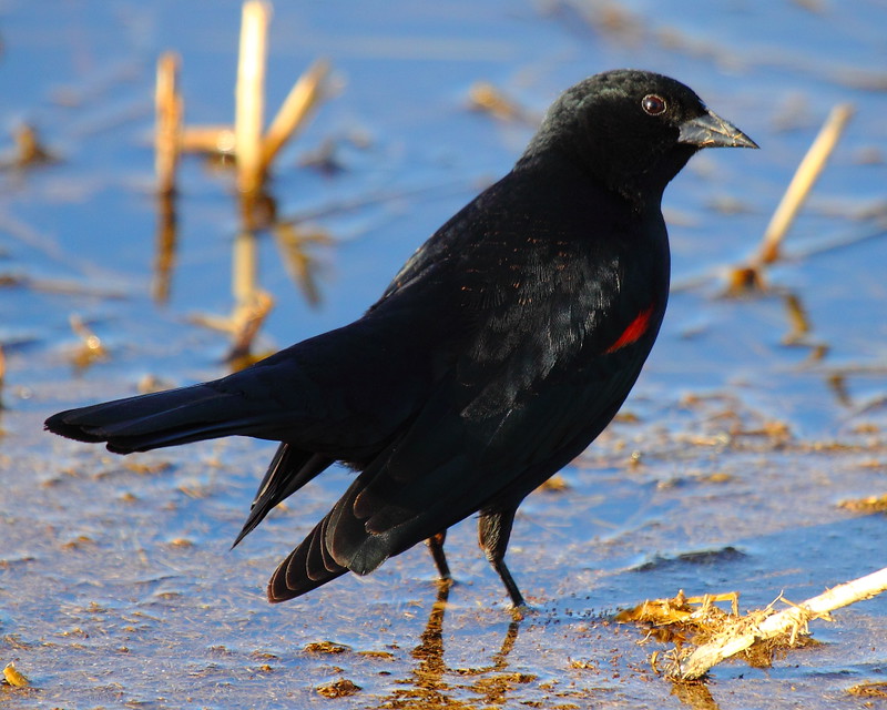IMG_8634 Red-Winged Blackbird, Merced National Wildlife Refuge