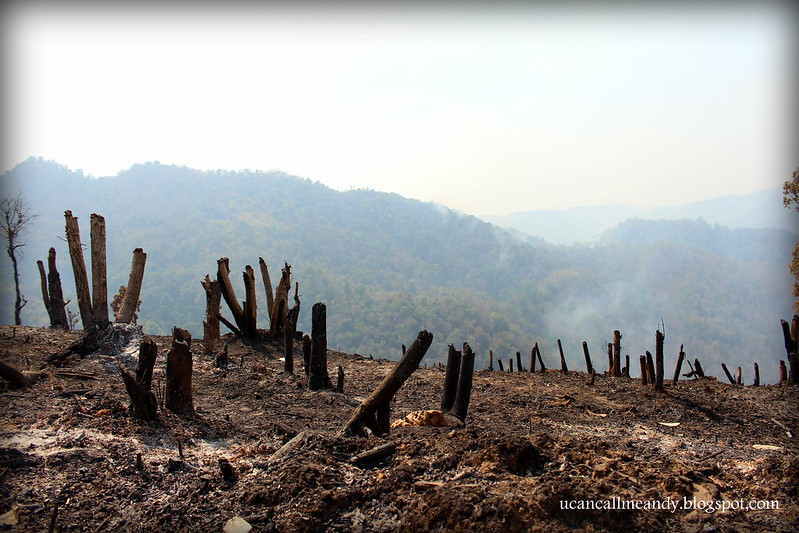 Burned rice field in Mae Hong Son, Thailand