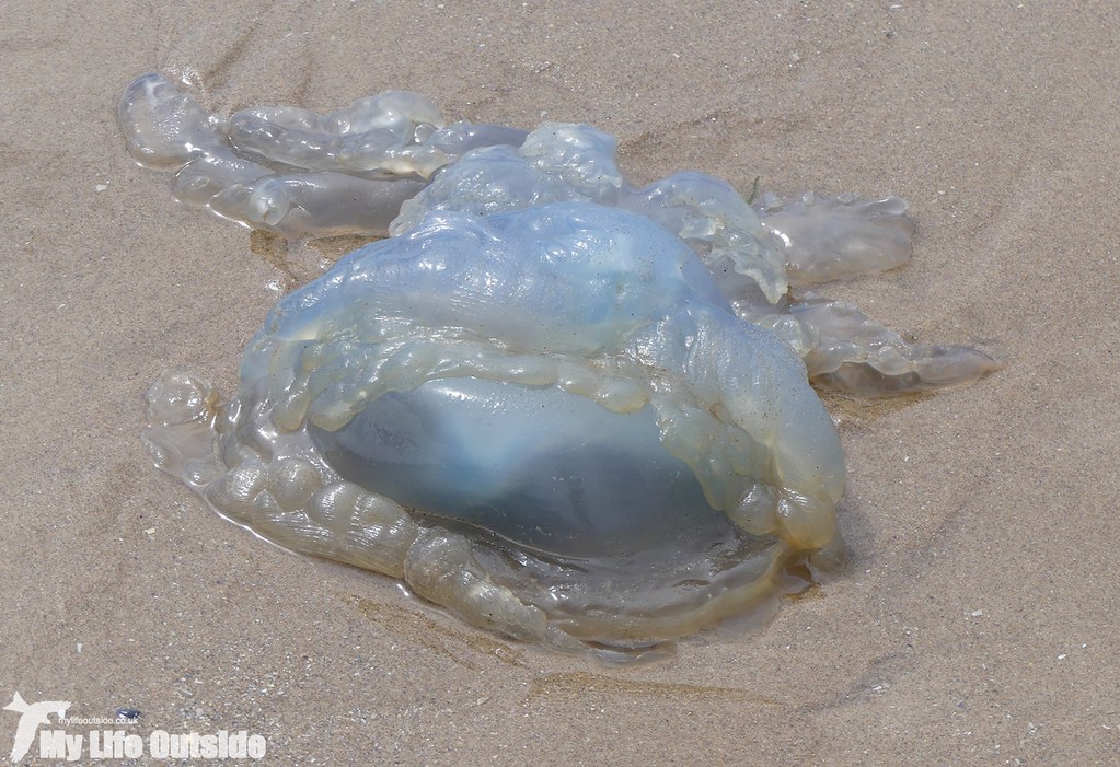 P1030688 - Barrel Jellyfish, Rhossili