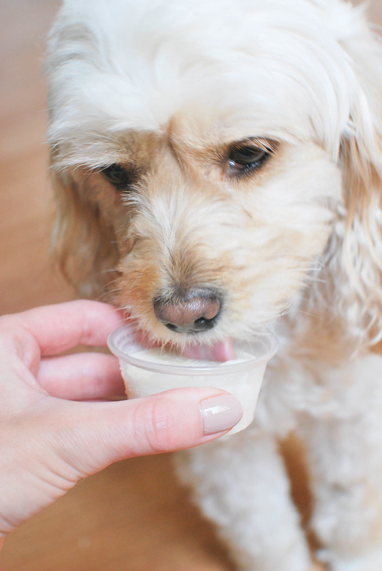 Homemade Peanut Butter Dog Ice Cream - easy 4 ingredient treat to keep your pup cool all summer! The yogurt it starts with is great for your dog's digestive system. 
