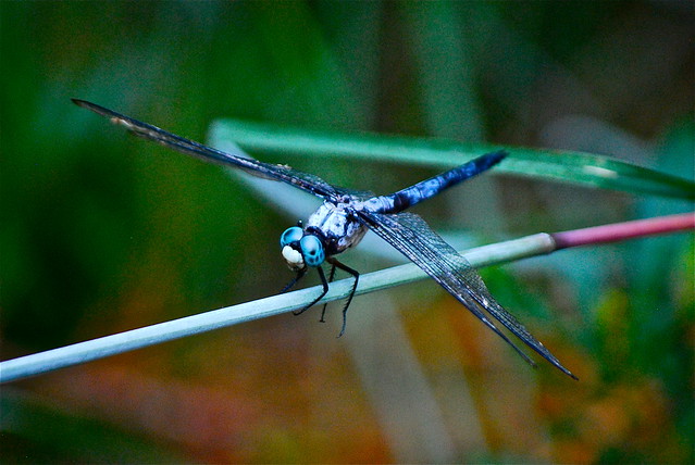 Dragonfly at False Cape State Park in Virginia