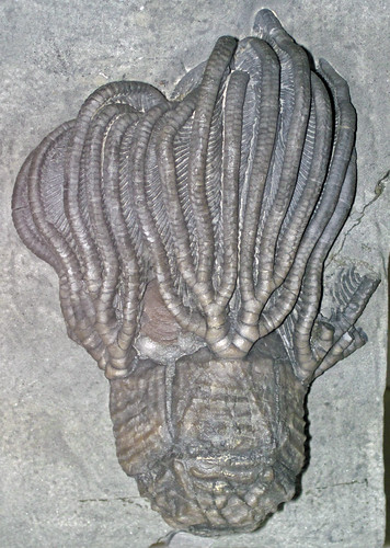 Platycrinites saffordi fossil crinoid (Edwardsville Formation, Lower Mississippian; Crawfordsville area, Montgomery County, Indiana, USA)