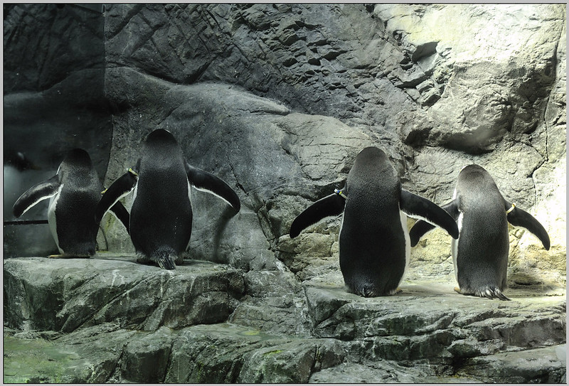 18 大阪海遊館 巴布亞企鵝