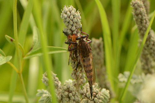 illinois prospectcemeteryprairie extra insect promachussp robberfly withprey