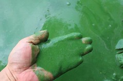 四大江工程封鎖河流造成水質惡化  俗稱的綠茶拿鐵的嚴重優養化現象。