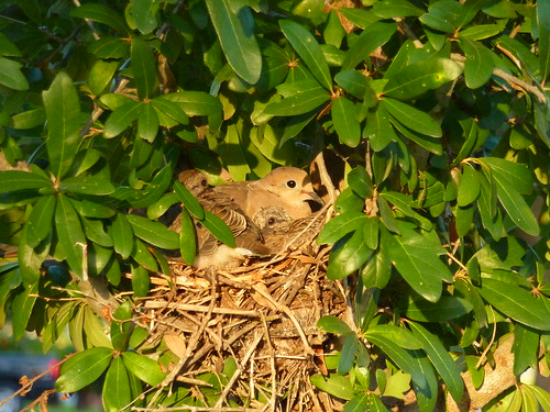 doves on nest 6-19-10 002