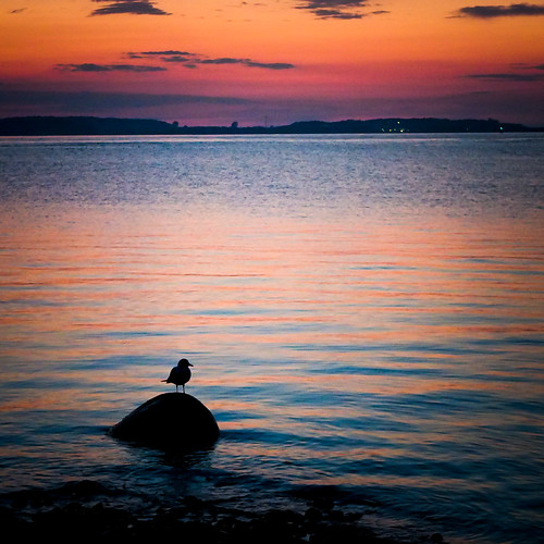 sunset water coast seagull fujifilm kiel x10