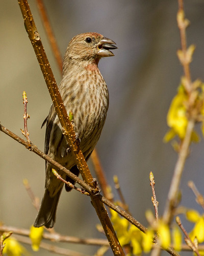 female pennsylvania housefinch carpodacusmexicanus bradfordcounty