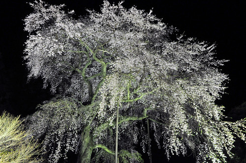 flower japan night cherry temple nikon view blossoms drop 桜 日本 sakura aso mie taiki さくら 三重 d90 ryushouji 大紀 阿曽