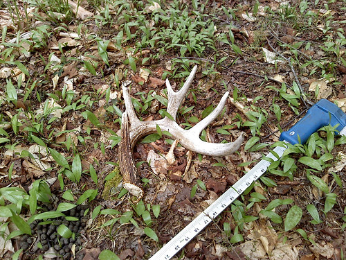 Deer pellet group in Pennsylvania spring woods