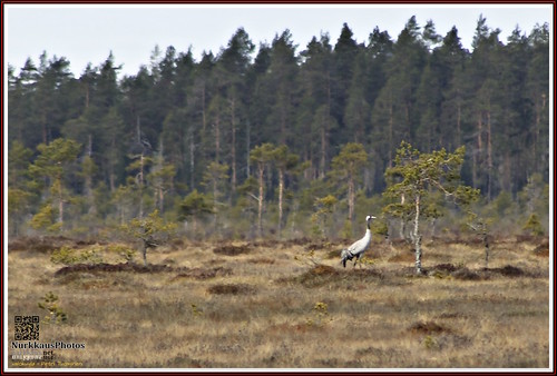 nature finland ruovesi commoncrane grusgrus kurki siikaneva mirereserve