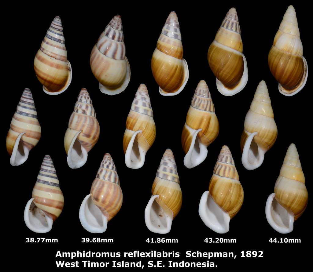 Amphidromus reflexilabris 38.77 to 44.10mm