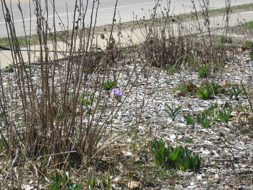 wisconsin spring walk april crocuses 2015 richlandcenter krouskuppark maplesidefootbridge