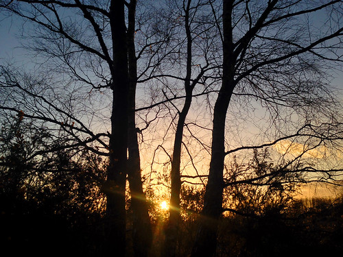 trees sunset england tramonto sundown down hampshire national trust common headley the amongst ludshott