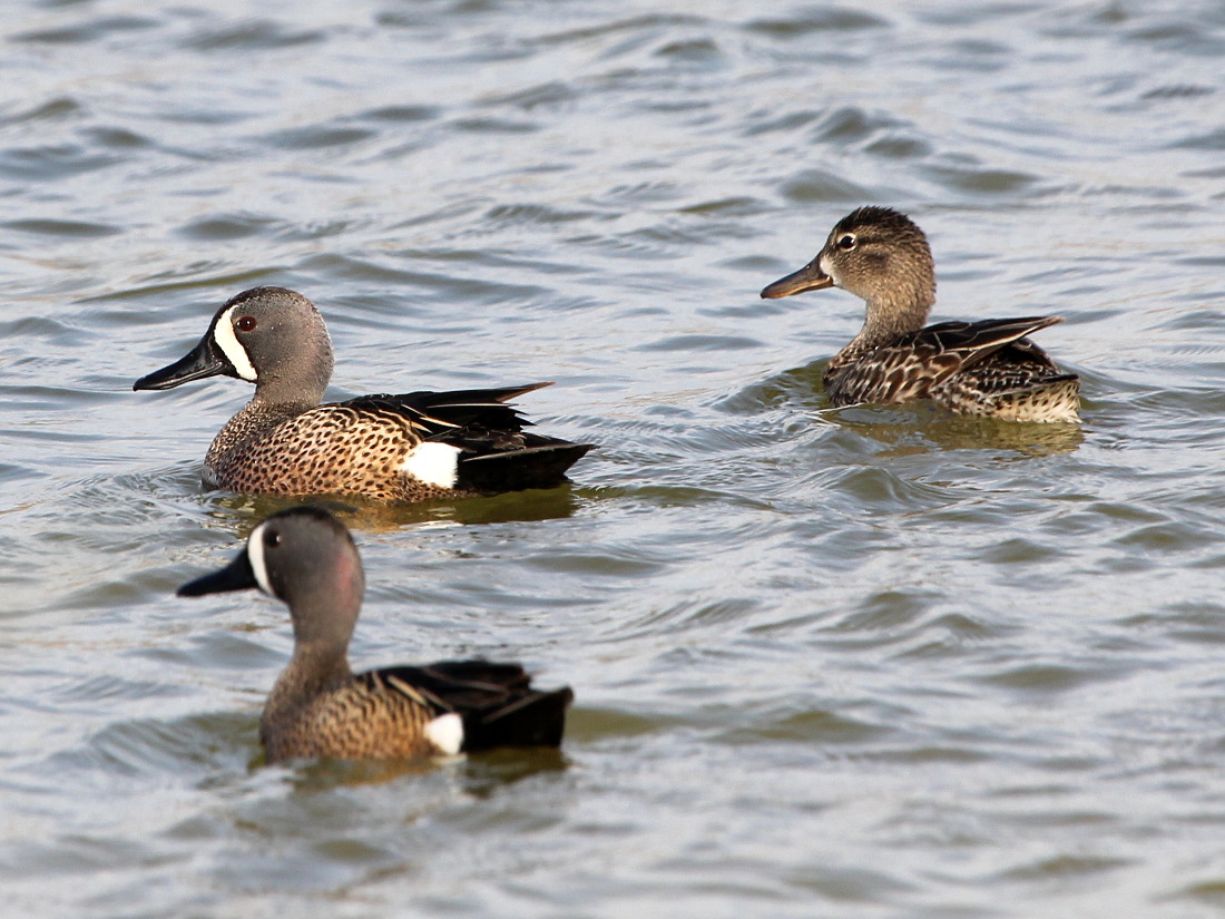 Photograph titled 'Blue-winged Teal'