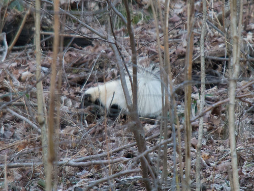 february skunk ridgewalking 2015 grassycove