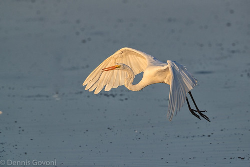 action background bird bombayhook egret flight summer sunrise water wildlife smyrna delaware unitedstates us