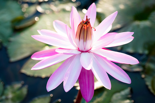 pink plant abstract flower color detail nature water beautiful beauty up thailand flora lily close view natural lotus blossom top background romance petal single sacred tropical bloom romantic aquatic elegance changwatpathumthani tambonkhlonghok