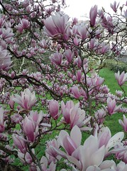 Magnolias - Photo of Lucq-de-Béarn
