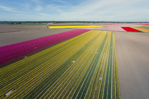 2 holland netherlands vision tulip plus phantom dji